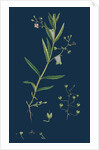 Veronica Scutellata; Marsh Speedwell by Anonymous