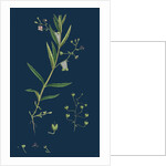 Veronica Scutellata; Marsh Speedwell by Anonymous