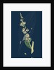 Verbascum Lychnitis; White Mullein by Anonymous