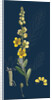 Verbascum Blattaria; Moth Mullein by Anonymous