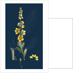 Verbascum Blattaria; Moth Mullein by Anonymous