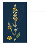 Verbascum Thapso-Nigrum; Hybrid Between Great and Dark Mulleins by Anonymous