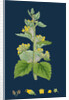Scrophularia Vernalis; Yellow Figwort by Anonymous