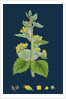 Scrophularia Vernalis; Yellow Figwort by Anonymous