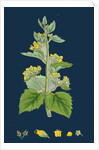 Scrophularia Vernalis; Yellow Figwort by Anonymous