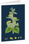 Scrophularia Vernalis; Yellow Figwort by Anonymous