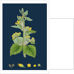 Scrophularia Vernalis; Yellow Figwort by Anonymous