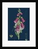 Digitalis Purpurea; Purple Foxglove by Anonymous