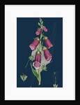 Digitalis Purpurea; Purple Foxglove by Anonymous