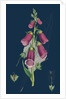 Digitalis Purpurea; Purple Foxglove by Anonymous