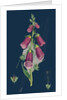Digitalis Purpurea; Purple Foxglove by Anonymous