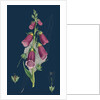 Digitalis Purpurea; Purple Foxglove by Anonymous
