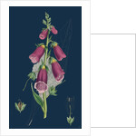 Digitalis Purpurea; Purple Foxglove by Anonymous