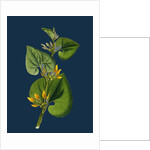 Aristolochia Clematitis; Common Birthwort by Anonymous