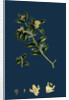 Buxus Sempervirens; Common Box by Anonymous