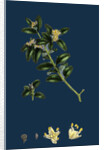 Buxus Sempervirens; Common Box by Anonymous