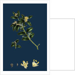 Buxus Sempervirens; Common Box by Anonymous