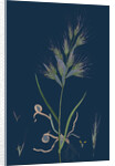 Bromus Madritensis; Upright Annual Brome-Grass by Anonymous