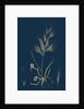 Bromus Madritensis; Upright Annual Brome-Grass by Anonymous