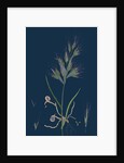 Bromus Madritensis; Upright Annual Brome-Grass by Anonymous