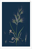 Bromus Madritensis; Upright Annual Brome-Grass by Anonymous