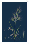 Bromus Madritensis; Upright Annual Brome-Grass by Anonymous