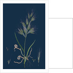 Bromus Madritensis; Upright Annual Brome-Grass by Anonymous