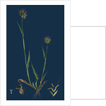 Cynosurus Echinatus; Rough Dog's-Tail-Grass by Anonymous