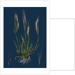 Festuca Uniglumis; Single-Glumed Fescue-Grass by Anonymous