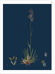 Poa Bulbosa; Bulbous Meadow-Grass by Anonymous