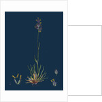 Poa Bulbosa; Bulbous Meadow-Grass by Anonymous