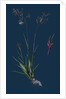 Poa Stricta; Straight-Stemmed Meadow-Grass by Anonymous