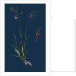 Poa Stricta; Straight-Stemmed Meadow-Grass by Anonymous