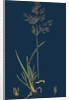 Poa Caesia; Caesious Meadow-Grass by Anonymous