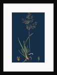 Poa Caesia; Caesious Meadow-Grass by Anonymous