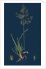 Poa Caesia; Caesious Meadow-Grass by Anonymous