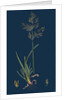 Poa Caesia; Caesious Meadow-Grass by Anonymous