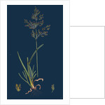 Poa Caesia; Caesious Meadow-Grass by Anonymous