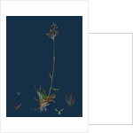 Poa Pratensis, Var. Subcaerulea; Smooth Meadow-Grass, Var. Y. by Anonymous