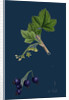 Ribes Nigrum; Black Currant by Anonymous