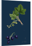 Ribes Nigrum; Black Currant by Anonymous
