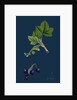 Ribes Nigrum; Black Currant by Anonymous