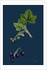 Ribes Nigrum; Black Currant by Anonymous