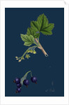 Ribes Nigrum; Black Currant by Anonymous