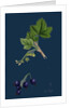Ribes Nigrum; Black Currant by Anonymous