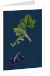 Ribes Nigrum; Black Currant by Anonymous
