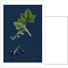 Ribes Nigrum; Black Currant by Anonymous