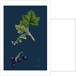 Ribes Nigrum; Black Currant by Anonymous