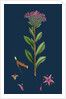 Sedum Fabaria; Narrow-Leaved Orpine by Anonymous