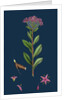 Sedum Fabaria; Narrow-Leaved Orpine by Anonymous